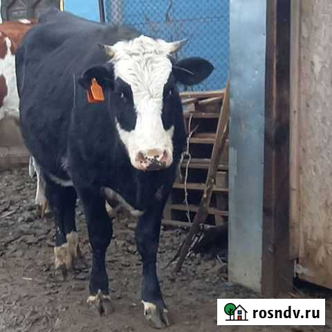 Корова Каменск-Шахтинский - изображение 1