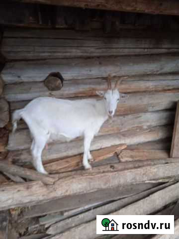 Коза дойная молочная Нефтекамск - изображение 1