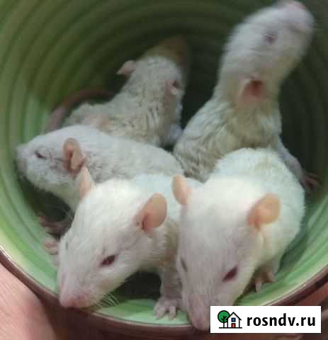 Крысята на подарки Дамбл Рекс Сиам альбино и други Хабаровск - изображение 1