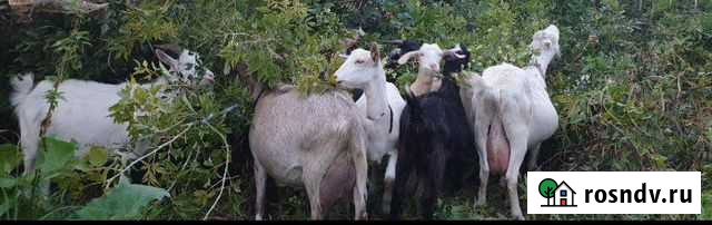 Козье молоко, сыворотка Казань - изображение 1