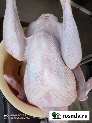 Индюки на мясо Самара - изображение 1
