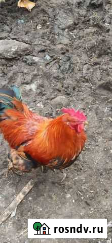 Индоутки(куры) Махачкала - изображение 1