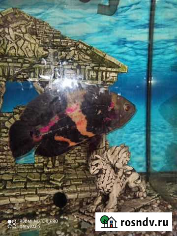 Продам рыбку, самочку Ростов-на-Дону - изображение 1