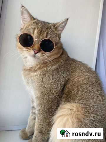 Очки для кошек и собак Шахты - изображение 1