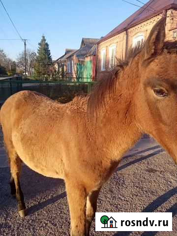 Домашние животные жеребёнок Архонская - изображение 1