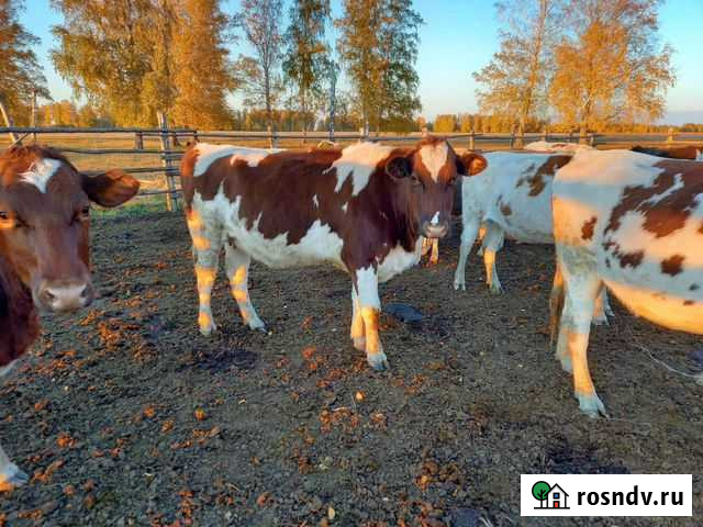 Бычки.нетели.бараны Исетское - изображение 1