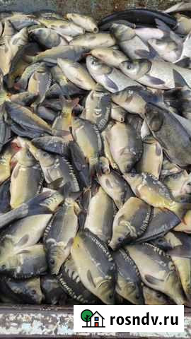 Малёк Темиргоевская - изображение 1