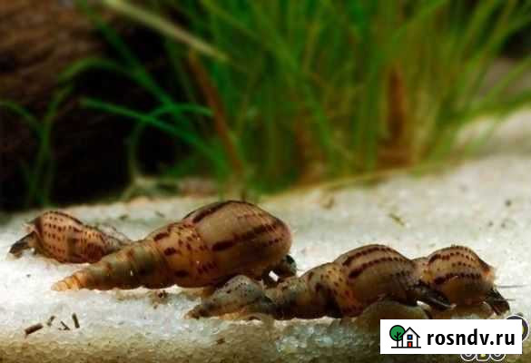 Улитка мелания Калуга - изображение 1