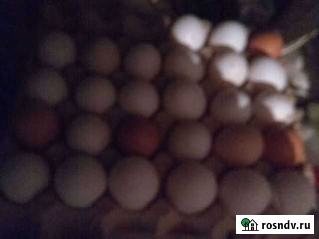 Домашние куриные яйца молоко Иркутск - изображение 1