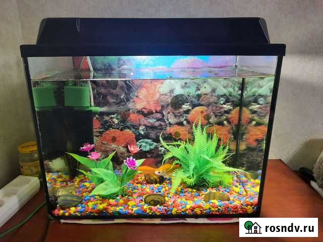 Аквариум с рыбками Иваново - изображение 1