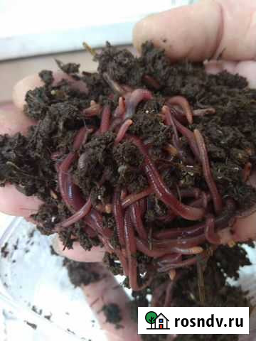 Черви для рыбалки старатель Приморско-Ахтарск - изображение 1