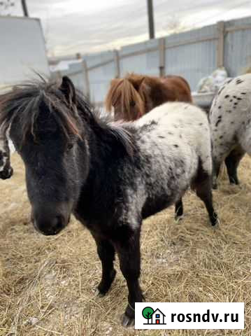 Пони аппалуза обмен на предложенное Красноярск - изображение 1
