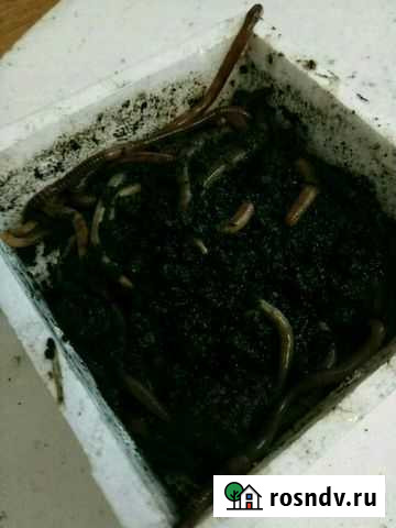 Черви Пурпе - изображение 1