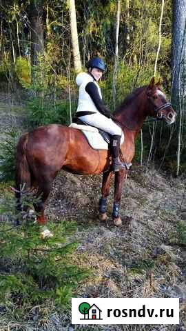 Прогулки на лошадях Токсово - изображение 1