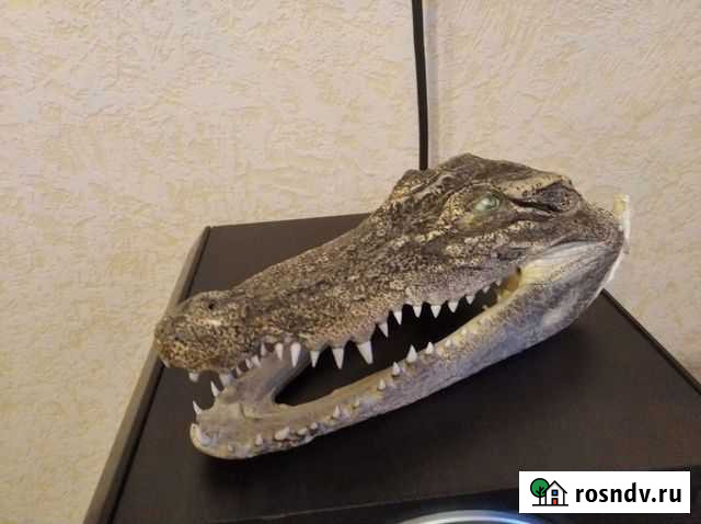 Крокодил Гена Курган - изображение 1