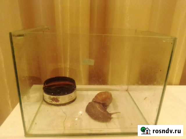 Улитки ахатины Белая Калитва - изображение 1