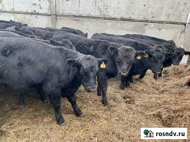 Быки Абердин Ангус Средняя Елюзань - изображение 1
