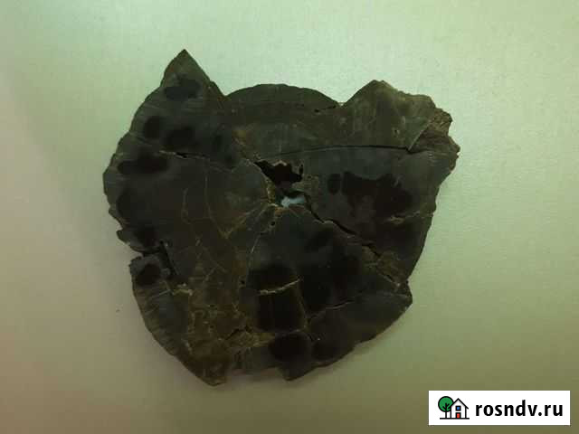 Каменное дерево Тольятти - изображение 1