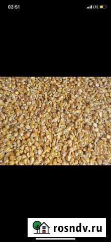 Кукуруза сухая Майкоп - изображение 1