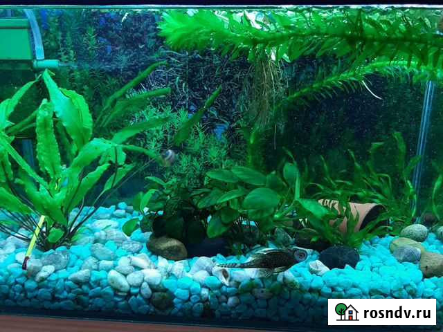 Аквариум Грамотеино - изображение 1