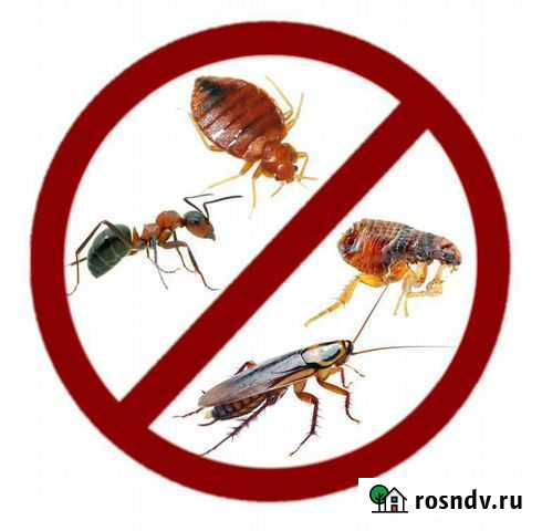 Дезинсекция: уничтожение клопов; уничтожение тарак Нальчик - изображение 1