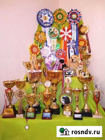 Передержка собак Курск - изображение 1