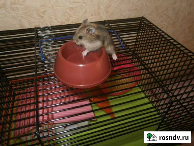 Джунгарский хомяк - стандарт с клеткой Санкт-Петербург - изображение 1