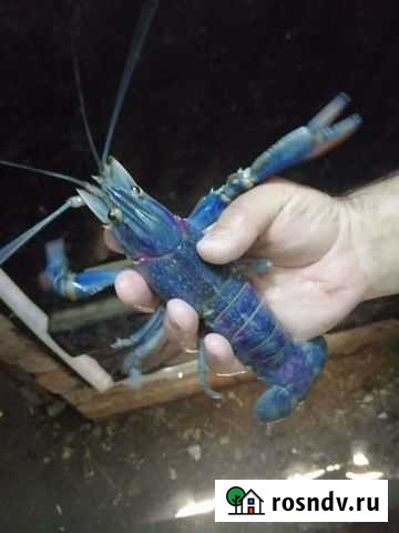 Малёк австралийского рака Таганрог - изображение 1