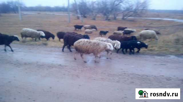 Овцы Рубцовск - изображение 1