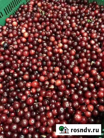 Клюква Тюмень - изображение 1