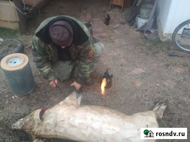 Забой и кастрация скота Энгельс - изображение 1