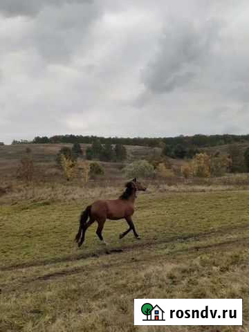Лошадь Хлевное - изображение 1