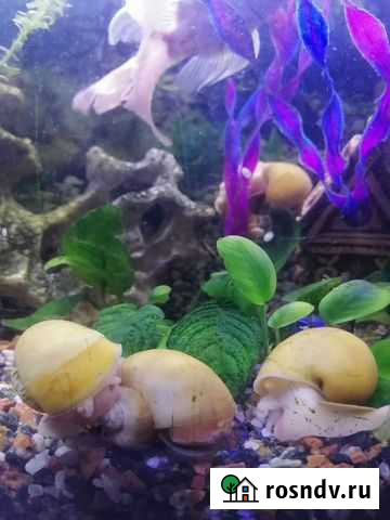 Улитки аквариумные большие и маленькие Камышин - изображение 1