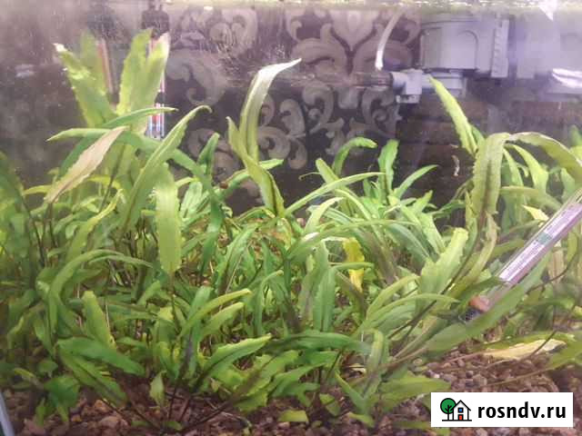 Аквариумные растения обмен Челябинск - изображение 1