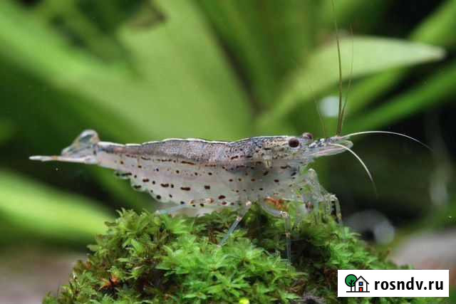 Креветка Амано Новосибирск - изображение 1