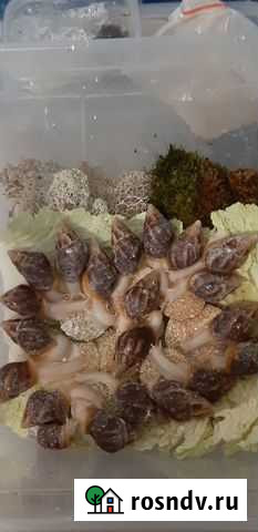 Улитки ахатина фулика Омск - изображение 1