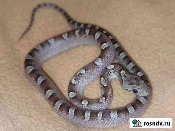 Маисовый полоз Granite, Ghost, Bloodred Москва