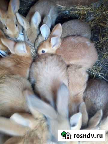 Крольчата нзк Ельня - изображение 1
