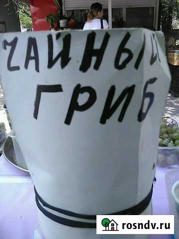 Чайный гриб Астрахань - изображение 1