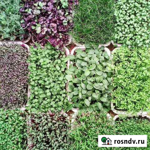 Микрозелень Гусь-Хрустальный - изображение 1