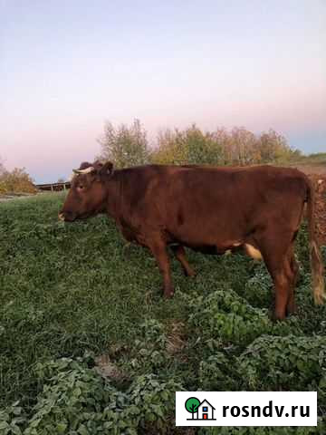 Корова Стерлитамак - изображение 1