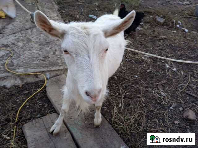 Коза Зинка Архангельское - изображение 1