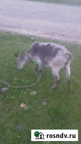 Продаю козу и козачек Ханская - изображение 1