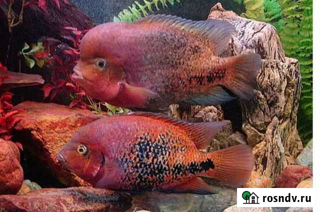 Аквариумная Рыба Радужная цихлозома Черкесск - изображение 1