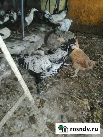 Петушки павловское серебро Кольчугино - изображение 1