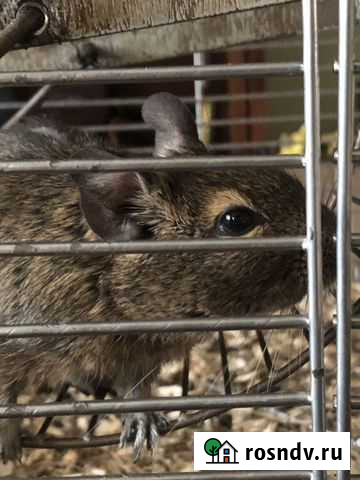 Белка дегу Дзержинск - изображение 1