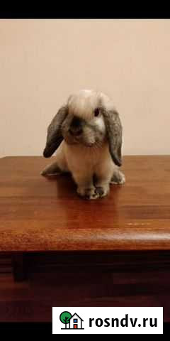 Кролик для случки (не продается) Москва - изображение 1