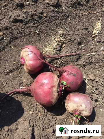 Свекла Свежая 2021 Богданович - изображение 1