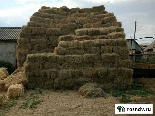 Солома ячменная Татарская Каргала - изображение 1