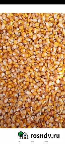 Кукуруза Отрадная - изображение 1